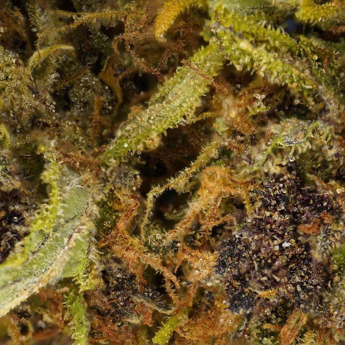 Fleur de CBD Sour Diesel Gorilla Punch 