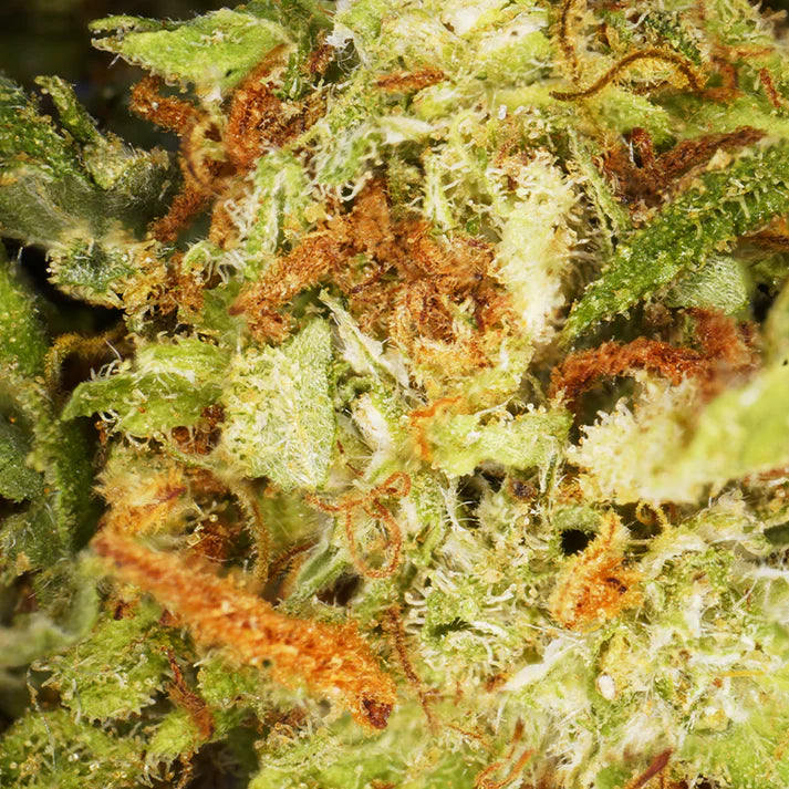 Fleur de CBD Blueberry cbdardeche