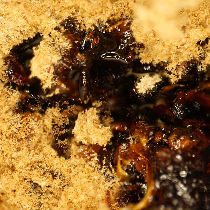 moonrock cbd cbdardeche